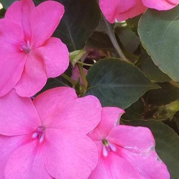 Meet your Posher, Erica - Picture 1 of 1